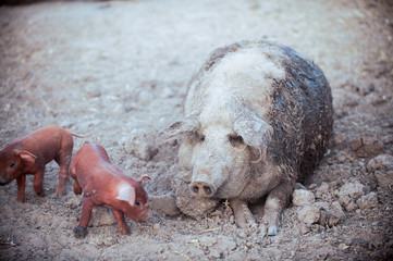 A large red pig of the Duroc breed feeds piglets. The concept of happy motherhood in animals.