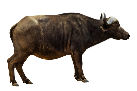 Side view of African Black Buffalo or Cape Buffalo, isolated on white background. The African Buffalo is part of the Big Five.
