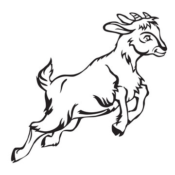 Goat-1