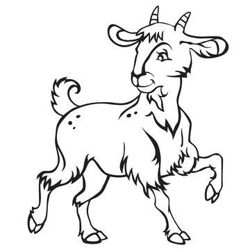 Goat-2