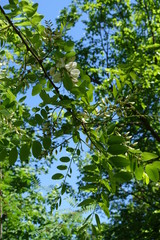 Branches of Robinia pseudoacacia against the sky