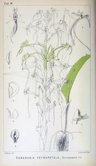 Illustration of the plant. 