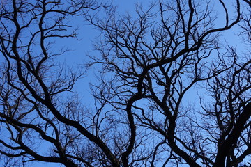 Black branches of Robinia pseudoacacia against blue sky