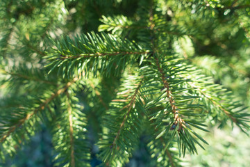 Needle like green leaves of spruce tree
