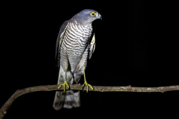 Wild falcon on a branch at night,isolated on black