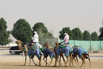 Camel drivers. Dubai. Training camels before the competition.