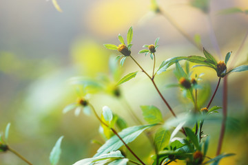 Obraz premium Flowers in spring. Nature