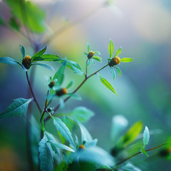 beautiful wild meadow yellow flowers on natural dark green background in forest. Autumn vintage outdoor macro photo