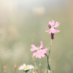 Spring. Flowers in field. Nature