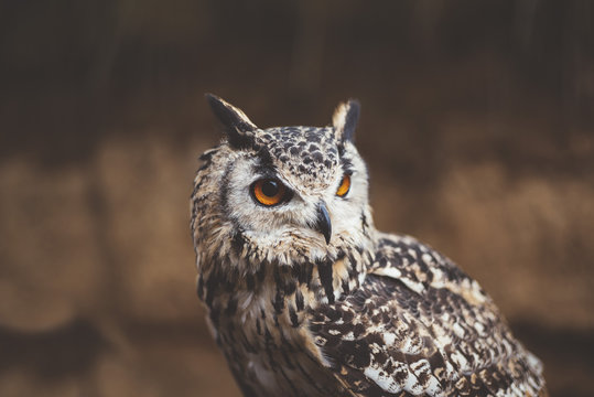 Owl sitting in autumn nature