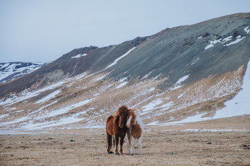 beautiful horses on pasture with snow-covered hills behind, iceland, snaefellsnes