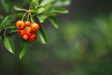 ripe orange powan berries on green nature background