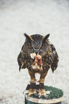 Owl sitting with killed mouse