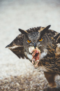 Owl sitting with killed mouse