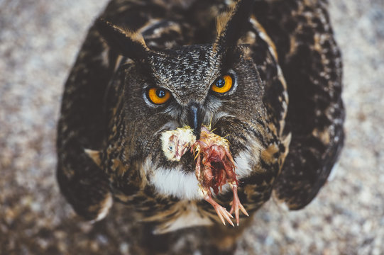 Owl sitting with killed mouse