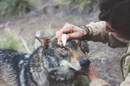 Man taking care of wolf eyes