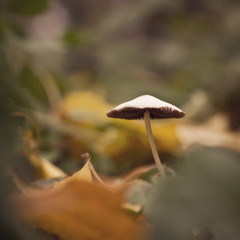 mushroom vintage background