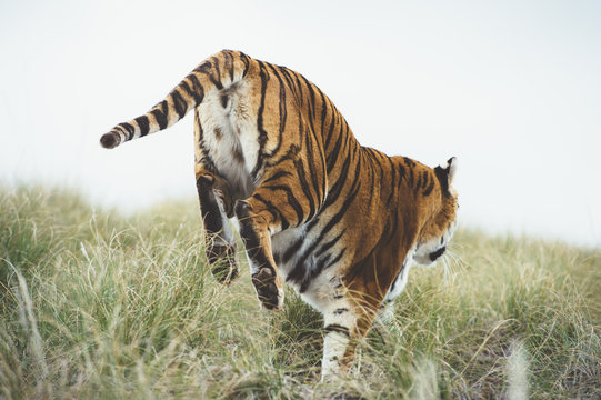 Tiger in green grass