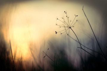 Nature. Vintage plants in field in autumn