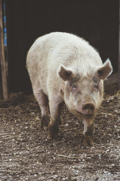 Big swine on farm