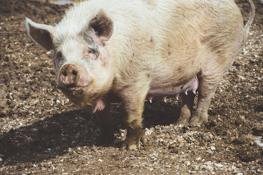 Big swine on farm