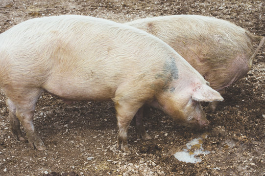 Big swines on farm
