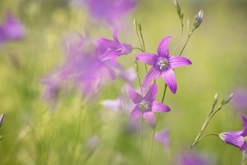 Fototapeta na wymiar Spring meadow flowers. Nature