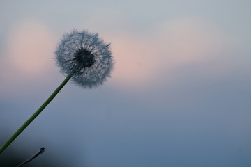 Obraz premium Dandelion on sky background in evening. Nature
