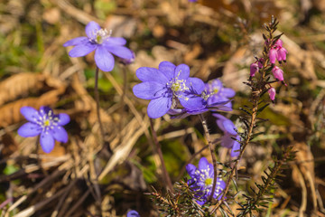 First spring purple flowers of liver leaf  and pink flowers of alpine heath plants on a meadow in...