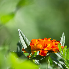 orande spting flowers on green background