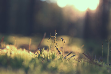 Nature. Plants and grass in forest
