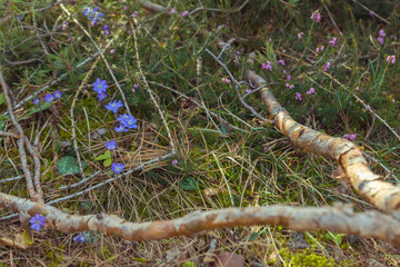 First spring pink and purple flowers of liverleafs and alpine spring heath on a meadow in the...