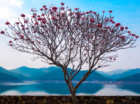 Pink flowered tree with wall and lake