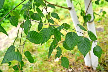 Obraz premium Brzoza przydatna (Himalaya) (Betula utilis D.Don), gałąź z liśćmi na tle pnia