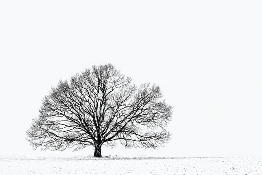 simplicitiy in winter #3