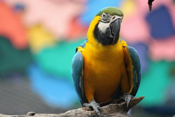 macaw