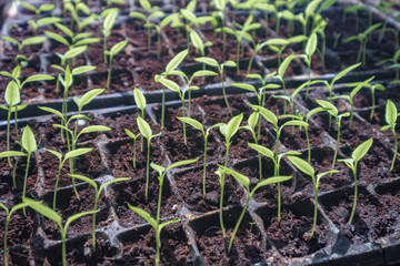 selective Close-up of green seedling.Green salad growing from seed