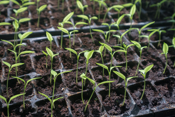 selective Close-up of green seedling.Green salad growing from seed