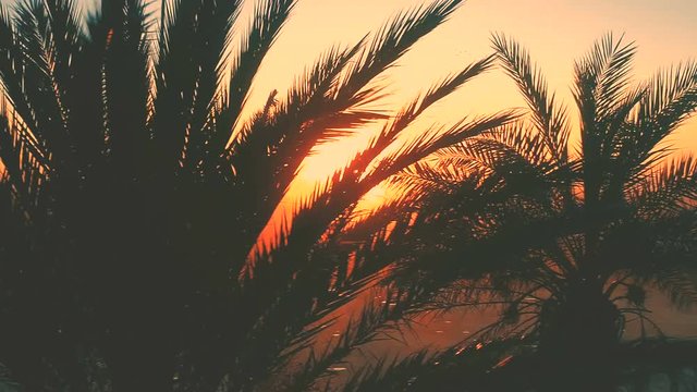Palm Trees Silhouettes At Beautiful Evening Golden Hour Sunset. Aerial cinematic view. Camera moves from left to right