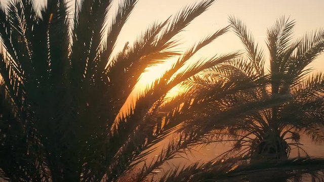 Palm Trees Silhouettes At Beautiful Evening Golden Hour Sunset. Aerial cinematic view. Camera moves from left to right