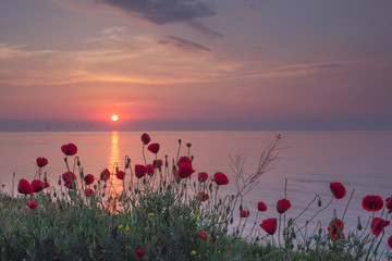 Fototapeta na wymiar Beautiful field of red poppies in the sunrise near the sea, Vama Veche, Black Sea, Romania