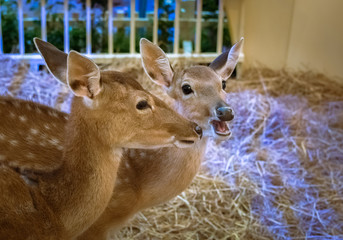 Brown deers staring eyes in a stall.