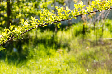 Zweig mit satten grünen Blättern