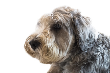 Yorkshire Terrier isolate on white background,front view , technical cost-up.Clipping path