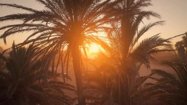 Palm Trees Silhouettes At Beautiful Evening Golden Hour Sunset. Aerial cinematic view. Сamera flies away