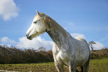Beautiful white horse , mare, stallion against blue sky with white fluffy clouds  and green field