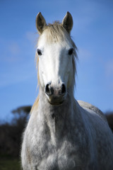 Fototapeta na wymiar Beautiful white horse , mare, stallion against blue sky with white fluffy clouds and green field