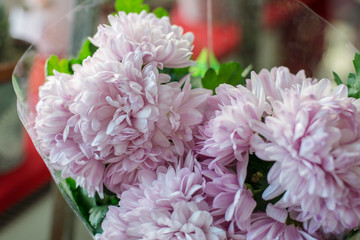  pink chrysanthemums