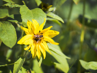 Summer day, against the background of greenery yellow flowers