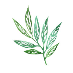 Abstract leaves watercolor as design elements isolated on white background. Herbal hand drawn illustration. Green sketch watercolor.